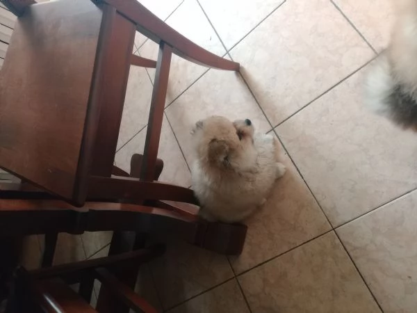 Cuccioli volpini Spitz tedesco  | Foto 0