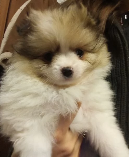 Cuccioli volpini Spitz tedesco piccolo  | Foto 0