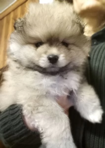 Cuccioli volpini Spitz tedesco piccolo 