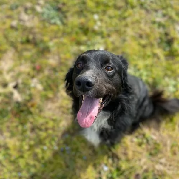 PRINCE bellissimo cagnolino 7 anni cerca adozione 
