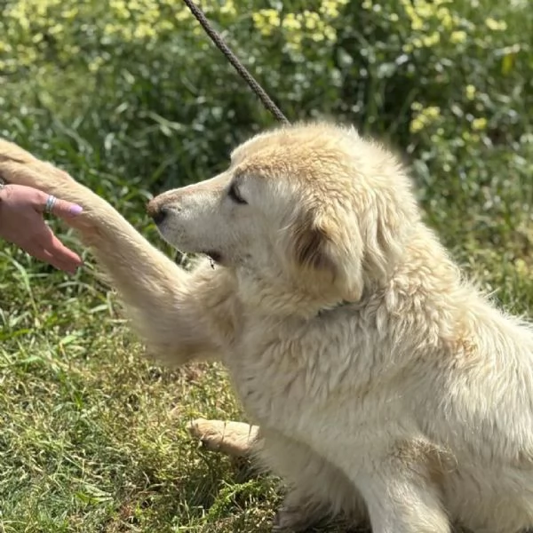 BIANCA dolce maremmana 5 anni cerca adozione | Foto 0