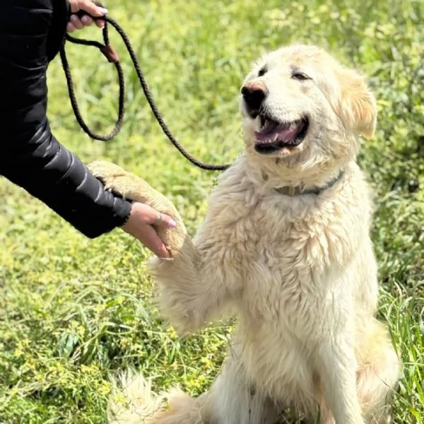 BIANCA dolce maremmana 5 anni cerca adozione
