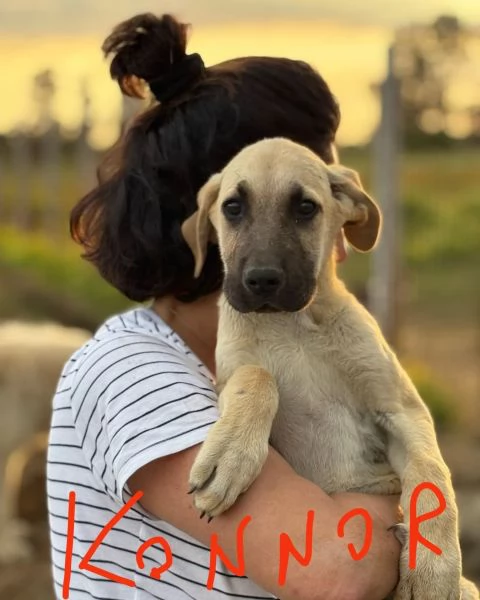 Kelly e Konnor dolci cuccioli 2 mesi mix KANGAL in adozione | Foto 0