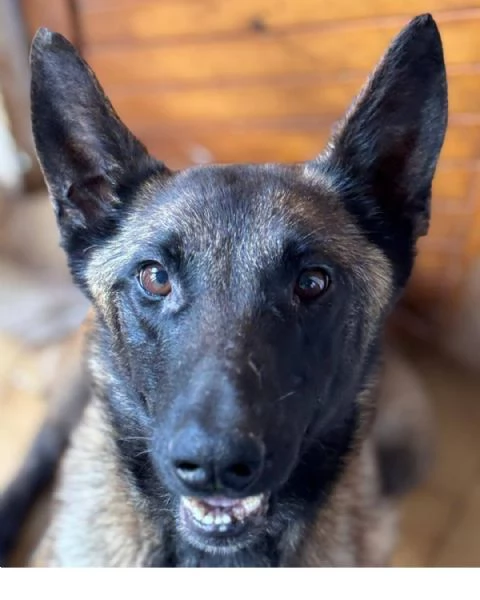 RAJA   PASTORE BELGA MALINOIS 4 anni cerca adozione | Foto 2