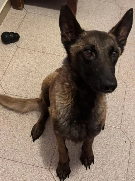 RAJA   PASTORE BELGA MALINOIS 4 anni cerca adozione | Foto 1
