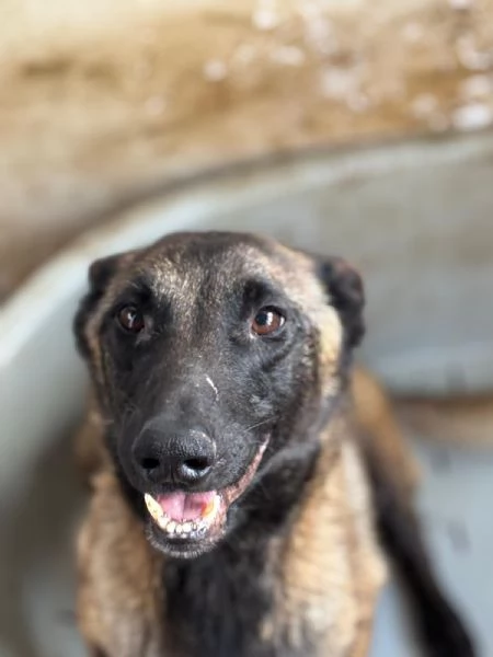 RAJA   PASTORE BELGA MALINOIS 4 anni cerca adozione | Foto 0