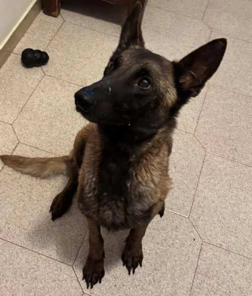 RAJA   PASTORE BELGA MALINOIS 4 anni cerca adozione