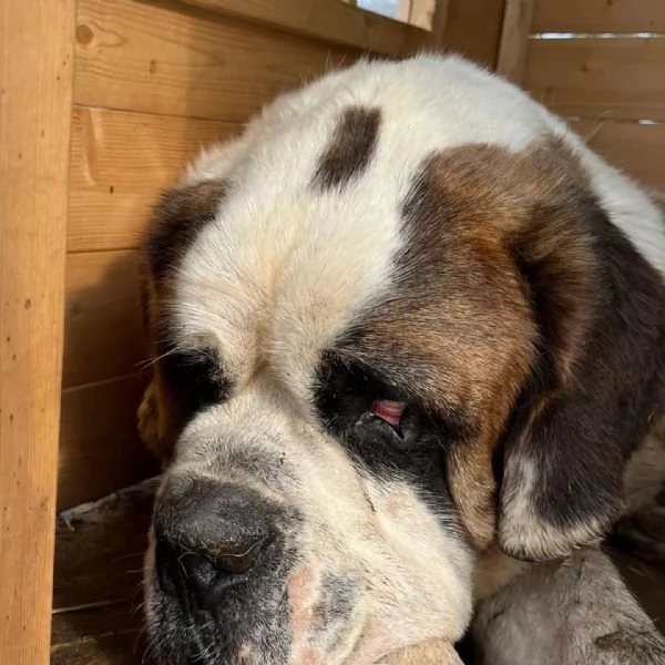 Gretel bellissima San Bernardo 4 anni cerca adozione | Foto 0