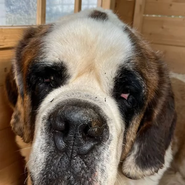 Gretel bellissima San Bernardo 4 anni cerca adozione