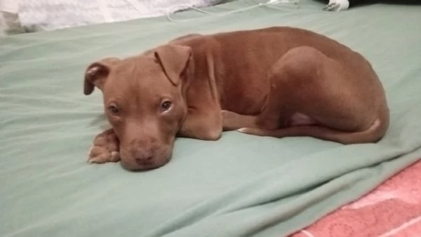 Michelino dolce cucciolo 2 mesi in adozione  | Foto 1