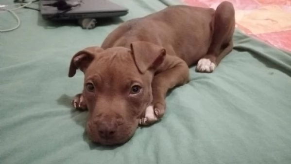 Michelino dolce cucciolo 2 mesi in adozione  | Foto 0
