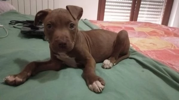 Michelino dolce cucciolo 2 mesi in adozione 