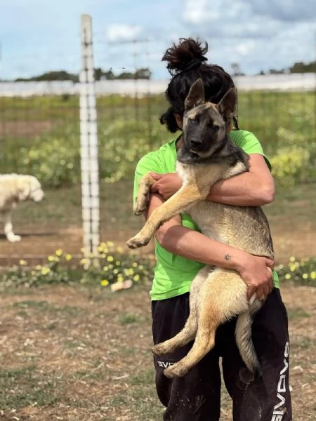 Trudy stupenda cucciola 5 mesi incrocio PASTORE BELGA cerca adozione | Foto 1