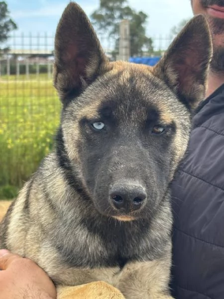 Trudy stupenda cucciola 5 mesi incrocio PASTORE BELGA cerca adozione | Foto 0