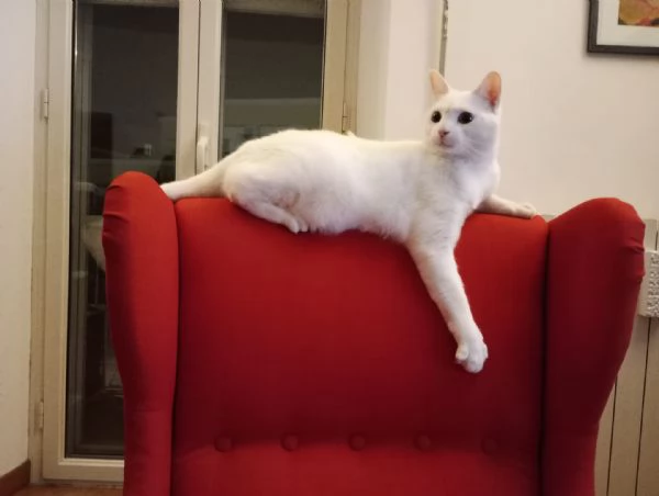 HERMES gattino bianco 2 anni cerca casa  dolce ed affettuoso | Foto 2