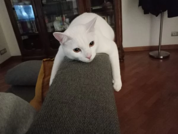 HERMES gattino bianco 2 anni cerca casa  dolce ed affettuoso | Foto 1