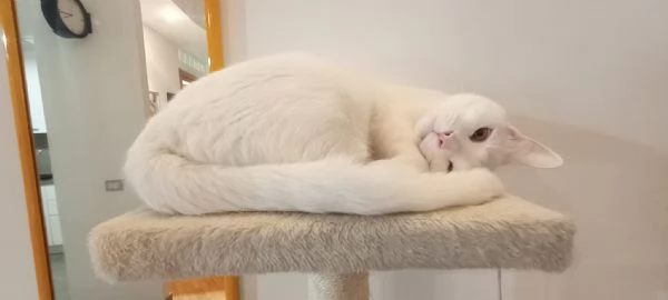 HERMES gattino bianco 2 anni cerca casa  dolce ed affettuoso | Foto 0