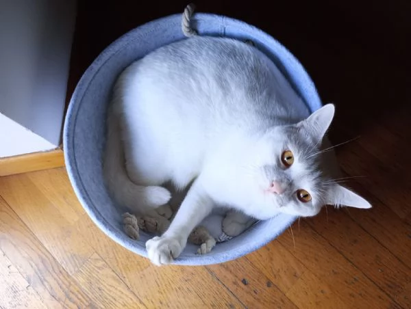 HERMES gattino bianco 2 anni cerca casa  dolce ed affettuoso