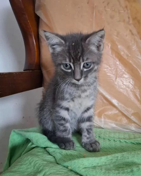 SABBIA dolce micino 2 mesi cerca casa | Foto 2