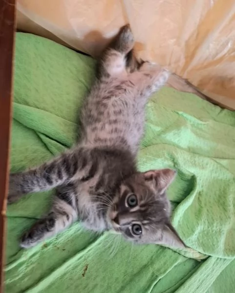 SABBIA dolce micino 2 mesi cerca casa | Foto 0