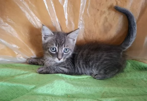 SABBIA dolce micino 2 mesi cerca casa