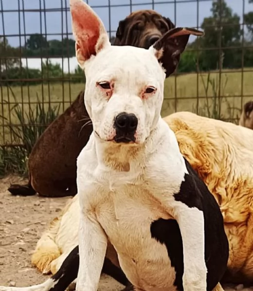 STELLA cucciola AMSTAFF PURA 4 mesi cerca adozione | Foto 1