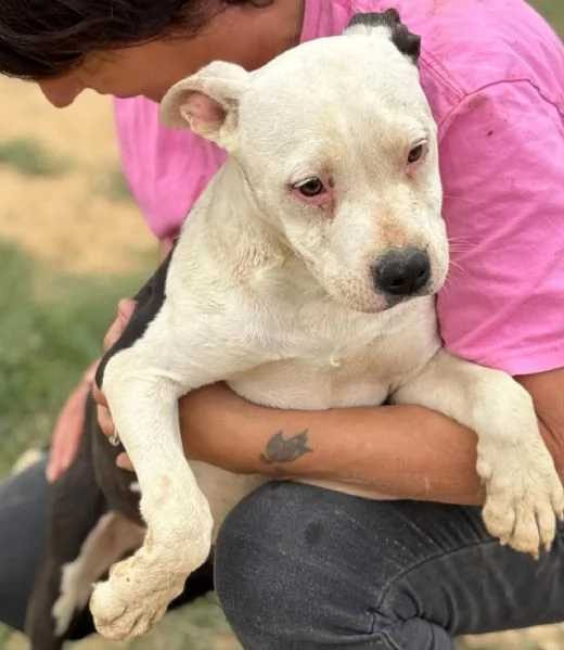 STELLA cucciola AMSTAFF PURA 4 mesi cerca adozione | Foto 0
