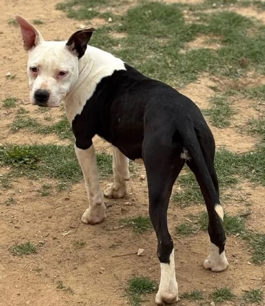 STELLA cucciola AMSTAFF PURA 4 mesi cerca adozione