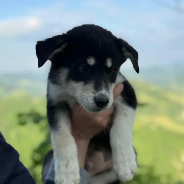 SELVA e AURORA cucciole incrocio HUSKYLABRADOR cercano adozione | Foto 0