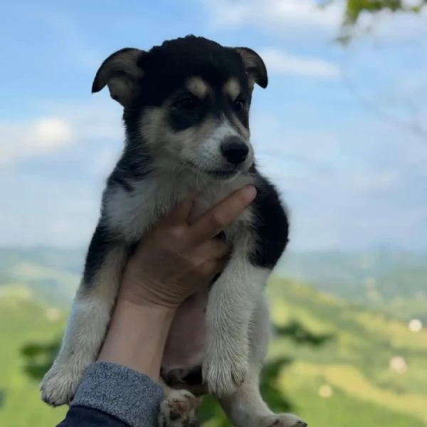 SELVA e AURORA cucciole incrocio HUSKYLABRADOR cercano adozione