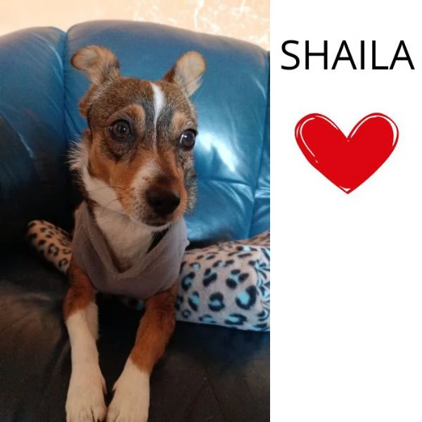 SHAILA dolce cagnolina cerca casa  taglia piccola 5 kg  6 anni