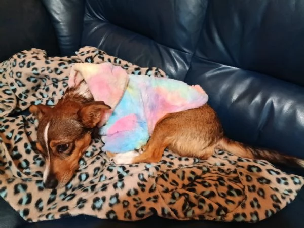 SHAILA dolce cagnolina cerca casa  taglia piccola 5 kg  6 anni | Foto 4