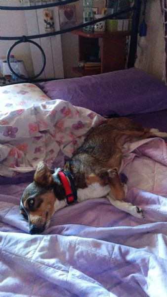 SHAILA dolce cagnolina cerca casa  taglia piccola 5 kg  6 anni | Foto 3