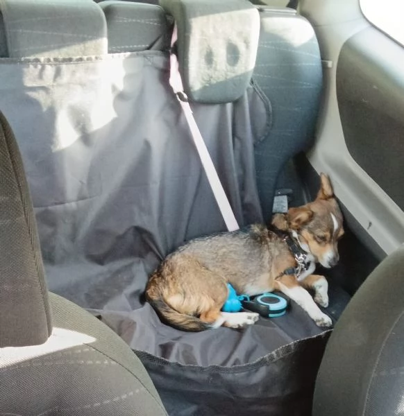 SHAILA dolce cagnolina cerca casa  taglia piccola 5 kg  6 anni | Foto 2