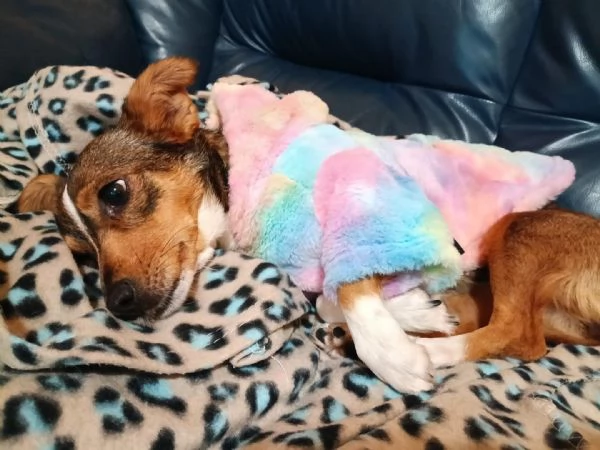 SHAILA dolce cagnolina cerca casa  taglia piccola 5 kg  6 anni | Foto 1