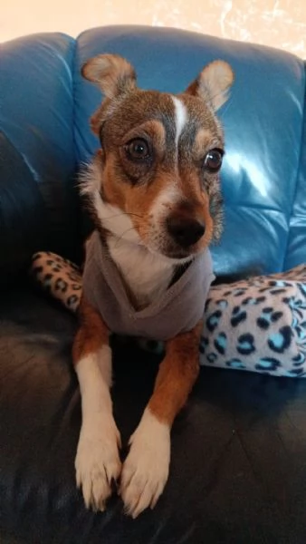 SHAILA dolce cagnolina cerca casa  taglia piccola 5 kg  6 anni | Foto 0