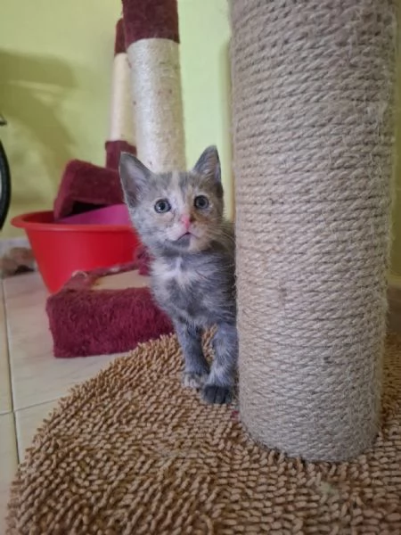 GREYS dolcissima micina cerca adozione