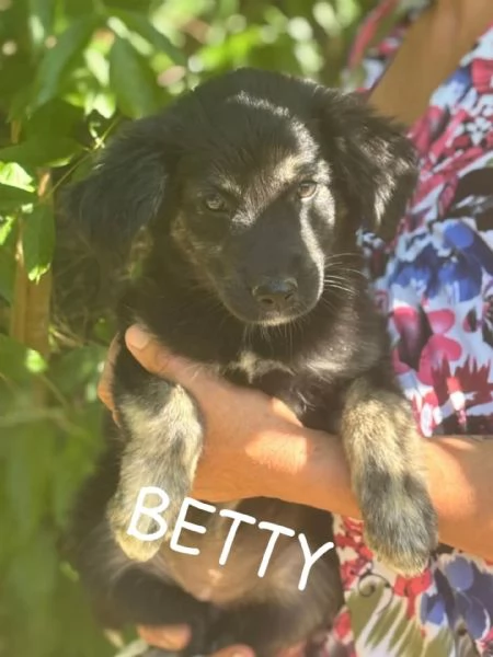 Betty e Barbie dolci cucciole 3 mesi cercano casa  taglia mediopiccola | Foto 1