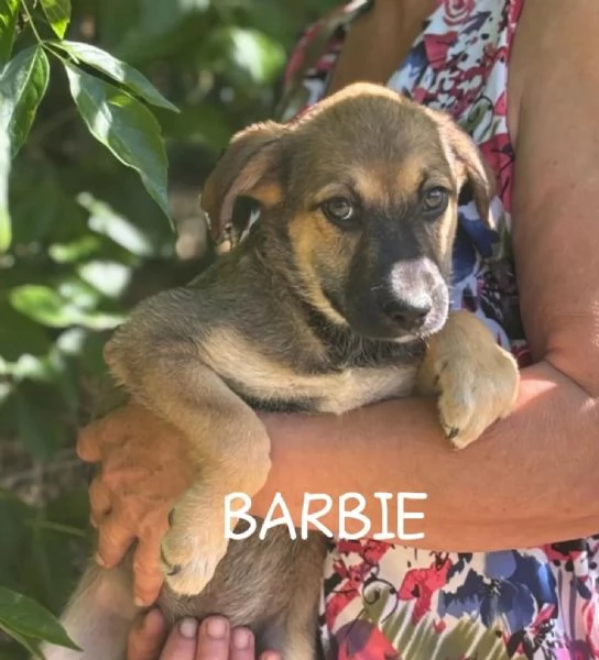 Betty e Barbie dolci cucciole 3 mesi cercano casa  taglia mediopiccola | Foto 0