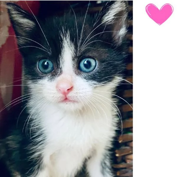 SILVESTRO bellissimo gattino occhi azzurri cerca adozione