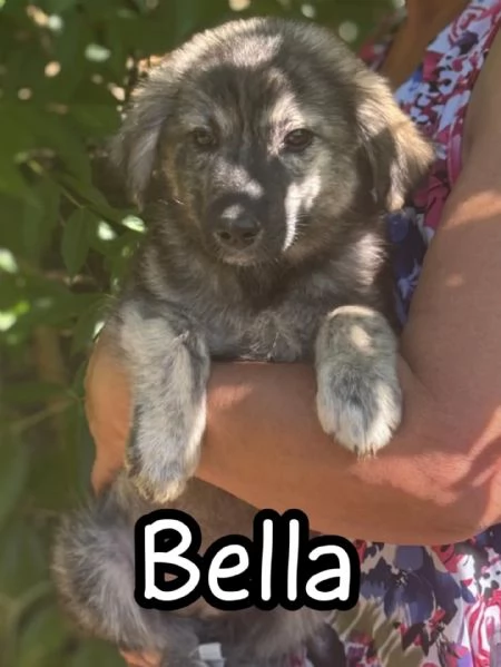 Brenda e Bella   cucciolotte 3 mesi cercano adozione  taglia medio contenuta | Foto 1