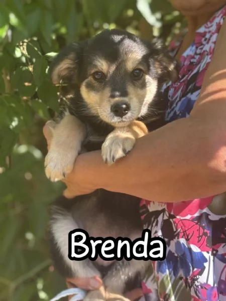 Brenda e Bella   cucciolotte 3 mesi cercano adozione  taglia medio contenuta | Foto 0