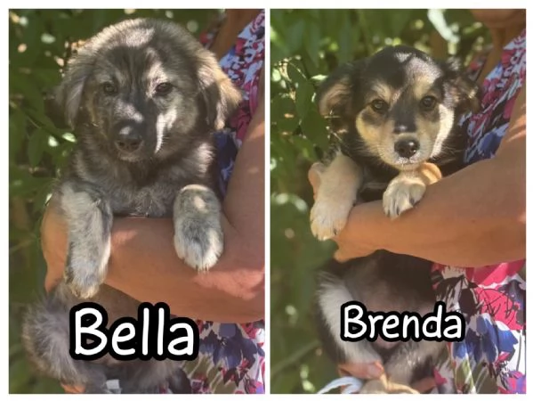 Brenda e Bella   cucciolotte 3 mesi cercano adozione  taglia medio contenuta