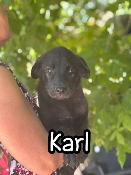 KARL e KORA cuccioli 3 mesi incrocio corso  labrador cercano casa | Foto 1