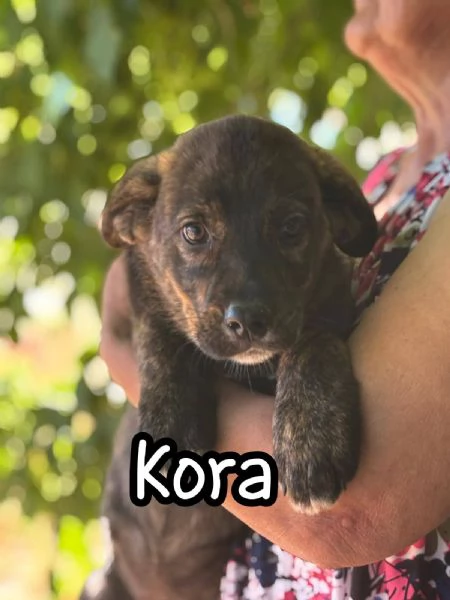 KARL e KORA cuccioli 3 mesi incrocio corso  labrador cercano casa | Foto 0
