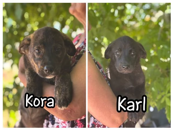 KARL e KORA cuccioli 3 mesi incrocio corso  labrador cercano casa