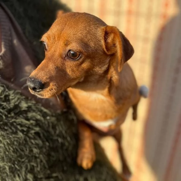 GIGINA dolce cagnolina 2 anni taglia piccola 6 kg cerca casa | Foto 1