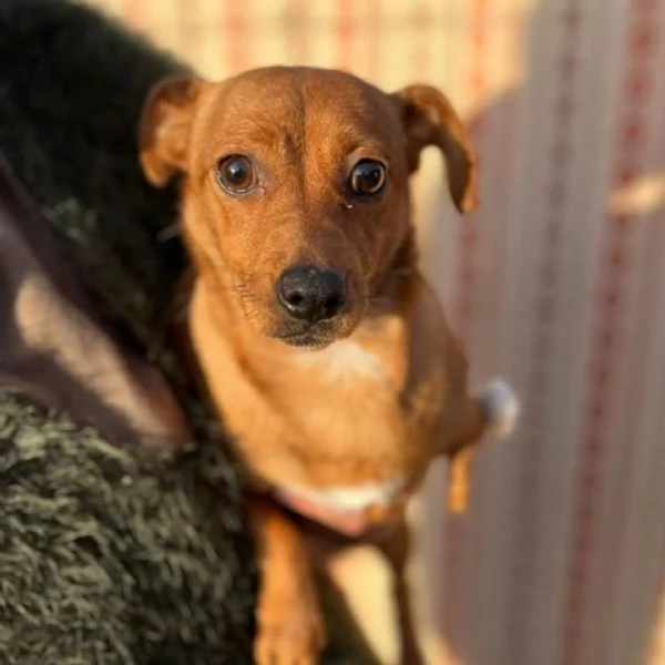 GIGINA dolce cagnolina 2 anni taglia piccola 6 kg cerca casa