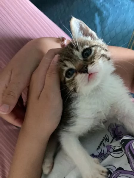 TIGRO dolcissimo gattino cerca casa  micino in adozione  | Foto 1