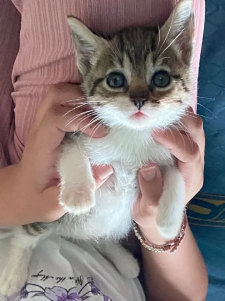 TIGRO dolcissimo gattino cerca casa  micino in adozione  | Foto 0